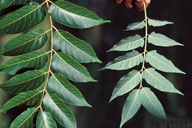 Tree of heaven